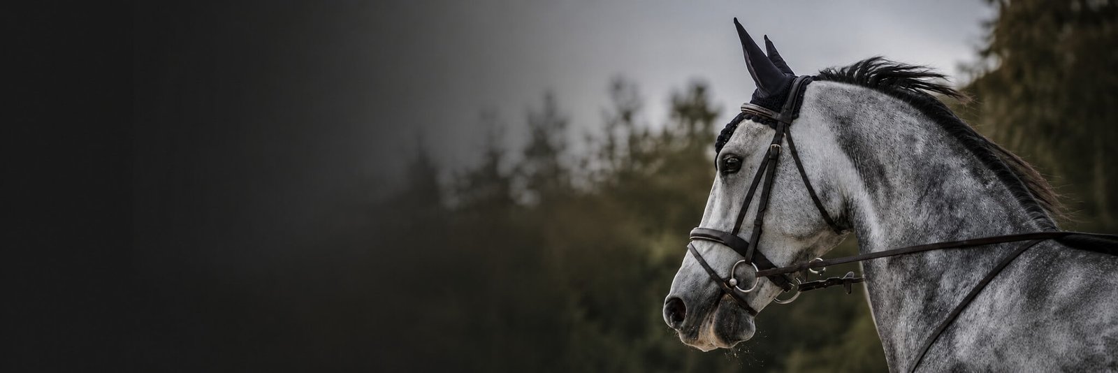 Bitsova Premium Horse Bits Collection